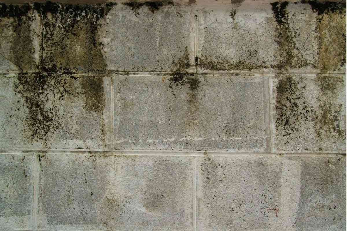 Quality Foundation Repair Austin inspecting mould and damp staining across a crawl space block wall.