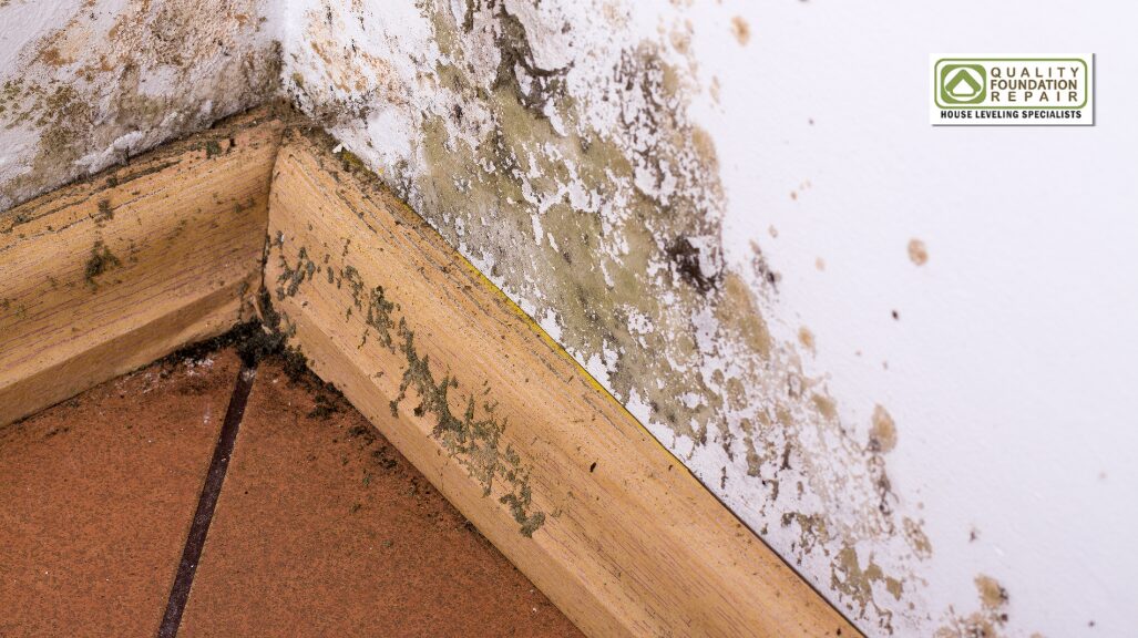 Quality Foundation Repair Austin inspecting heavy mould growth across crawl space framing and wall.