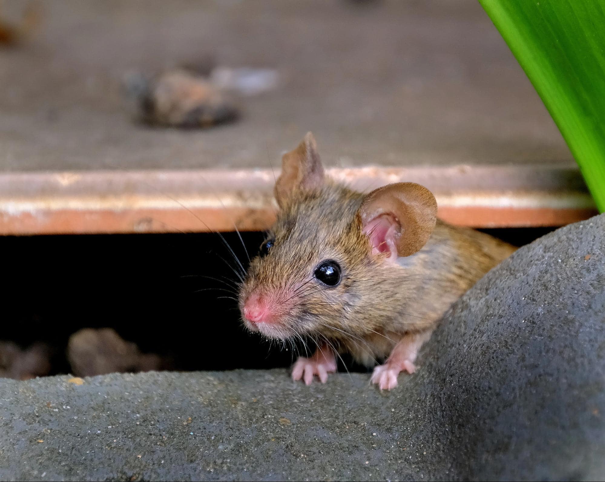 Inspecting for pest activity, including rodents, in a crawl space.