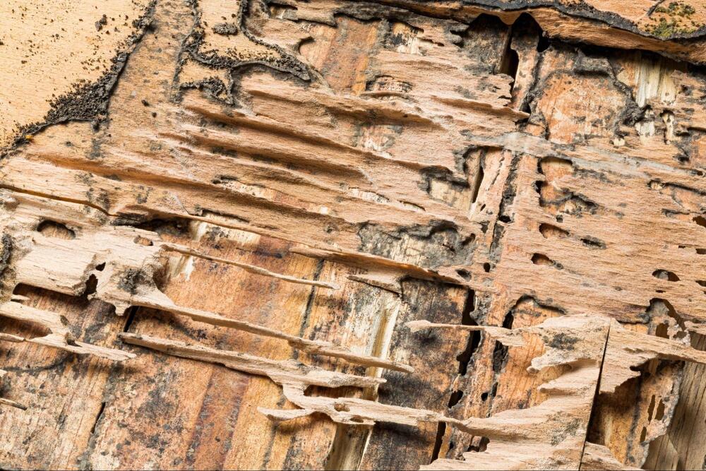 Severe carpenter ant damage in structural wood.