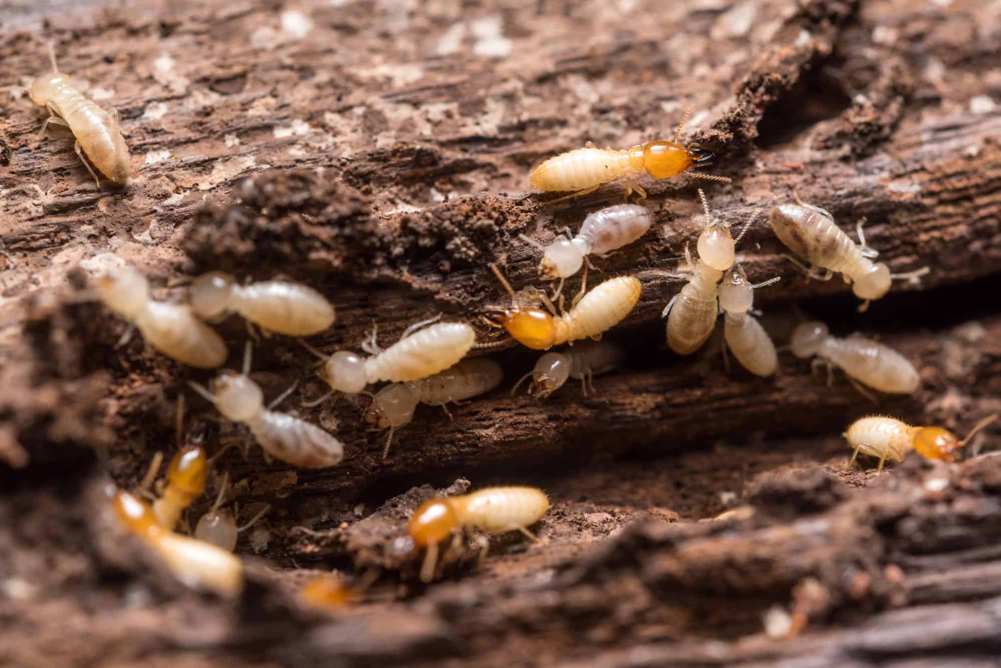 Ground Up Foundation Repair, Waterproofing and Concrete Leveling inspecting pest infestations with termites in damaged wood.