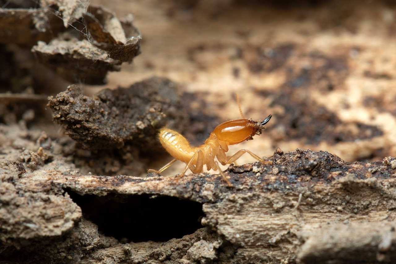 Ground Up Foundation Repair, Waterproofing and Concrete Leveling inspecting termite damage in a crawl space.