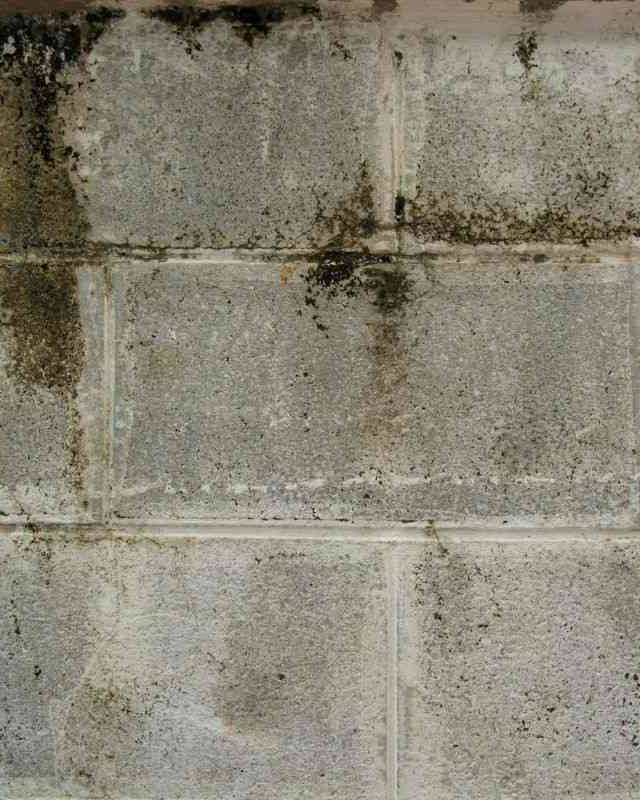 Quality Foundation Repair Austin inspecting heavy mold growth and water staining on a concrete block crawl space wall.